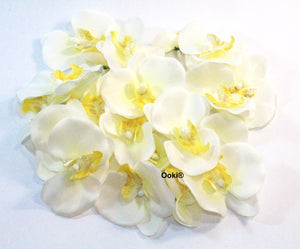 20 Ivory Orchid Flower Petals