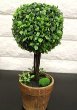 Load image into Gallery viewer, 13&quot; Boxwood Potted House Plant