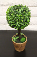 Load image into Gallery viewer, 13&quot; Boxwood Potted House Plant