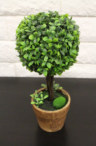 13" Boxwood Potted House Plant